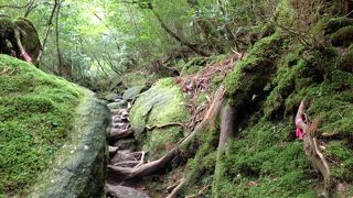 リアルもののけ姫