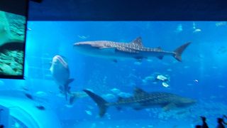 ジンベエザメが圧巻の水族館