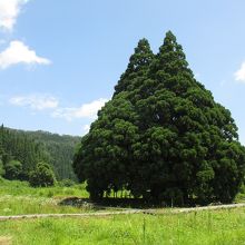 トトロの木