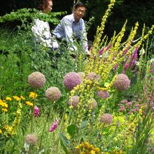 素朴な花が風になびいていました