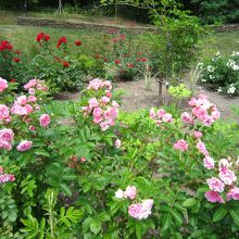 ローズガーデン