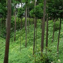 林の中に山百合。散策路あり