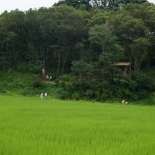 田んぼの上の林が、山百合の里