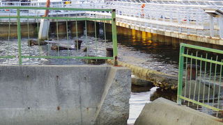 こうべこうしんさいめもりあるぱーく