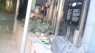 銀座の恋の招き猫