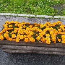 咲いていました