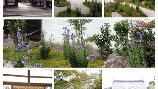 桔梗が見頃です ♪