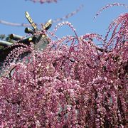 しだれ梅の結城神社