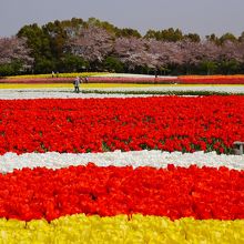 写真の通りの色鮮やかさです
