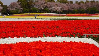 とにかく色鮮やかできれいです！