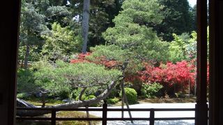 庭のツツジがいい