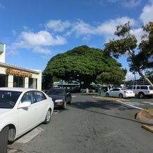 駐車場の大きな木