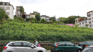 確かパリで唯一のブドウ畑