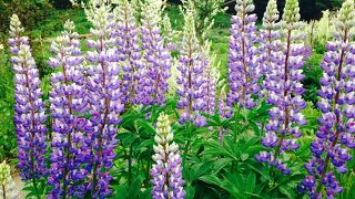 映画は知らないけれど素敵