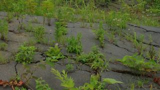 ２０００年の噴火から１０余年。当時の荒々しさは緑の波に飲み込まれつつあります。