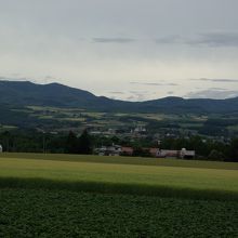 駐車場の前は小豆と麦畑。