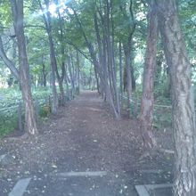 ポプラ通り沿いに続く遊歩道の様子