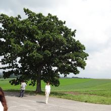 セブンスターの木