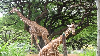 とても広く動物ものんびり