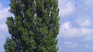 ただそこにある一本の木が歴史を感じさせてくれます。