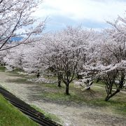 さくら名所100選