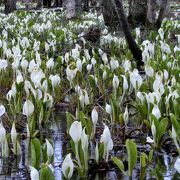 ミズバショウの群生は幻想的