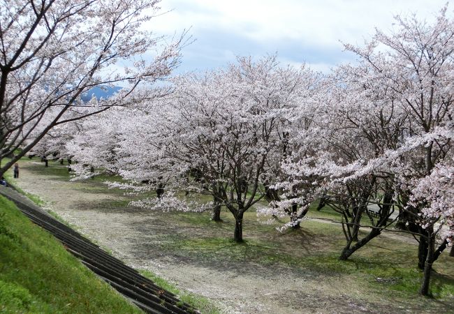 さくら名所100選