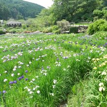 広い園内にハナショウブが咲き乱れます