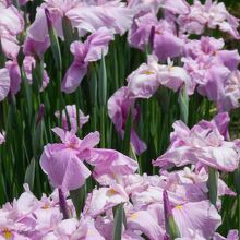 私が最も気に入った「雛桜」という品種の群生