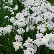 「翠映」の群生