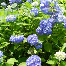 アジサイも綺麗でしたよ〜