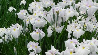 広い敷地にハナショウブが咲き乱れる♪