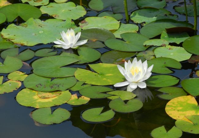 花の郷 滝谷花しょうぶ園 クチコミ アクセス 営業時間 室生 宇陀 フォートラベル