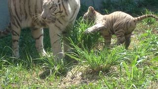 動物に触れあえるテーマパーク