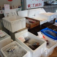 サゴシという懐かしい名前も