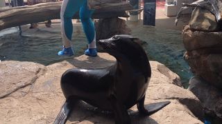 オオサンショウウオに注力