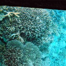 ガラス越しに見えた海底のサンゴ