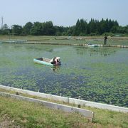 近所で摘み取り体験ができます