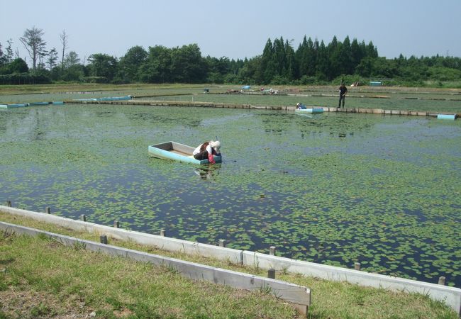 近所で摘み取り体験ができます