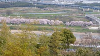 八幡背割堤公園 --- 八幡市にある桜の名所です。出来れば、もう少し近くで見たかったのですが・・・。