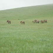 野生の馬タヒ