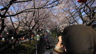 花見の週末は、すごい人！