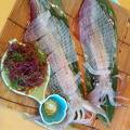 活きイカ会席で満腹