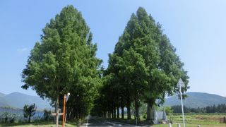 夏の緑の並木道