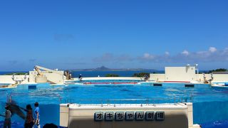 広大な敷地。おきちゃん劇場（イルカショー）は必見！