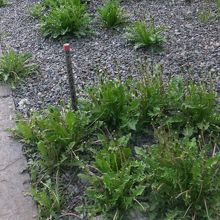 白たんぽぽ、見たかった・・・