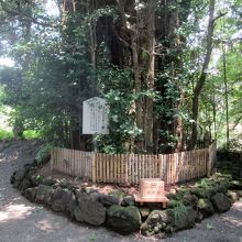 …”清正公お手植えの樹”がありました