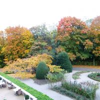 部屋の下のバラ園