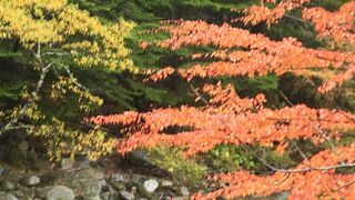 紅葉狩りも風流