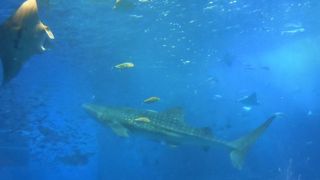 沖縄に来たらやっぱりここ！